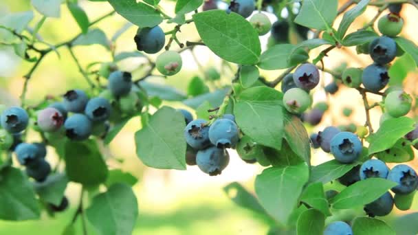 Busch-Blaubeere. Beeren im Garten. sonniger Tag — Stockvideo