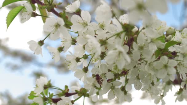 Primer plano de la abeja volando recogiendo polen de un cerezo — Vídeos de Stock