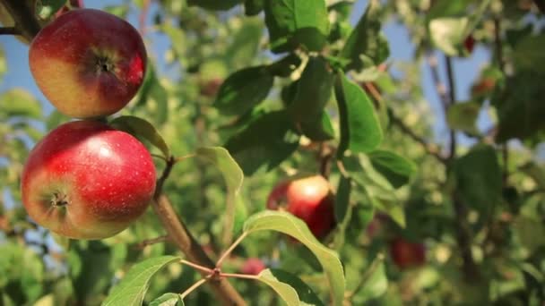 Apple trees with red apples. — Stock Video