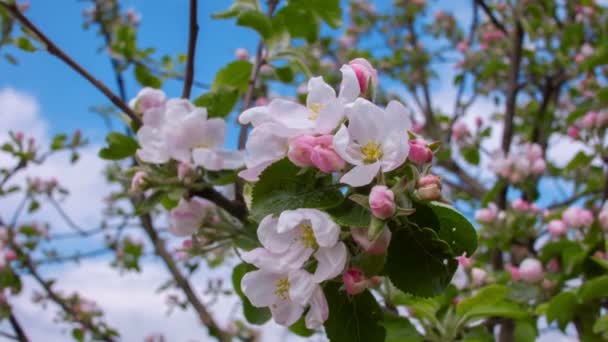 Bloemen van de appelboom — Stockvideo