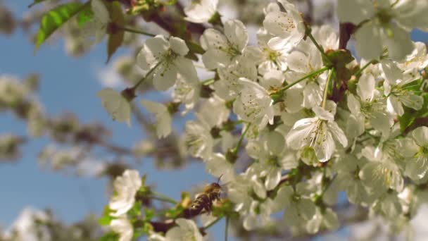 Летящая пчела собирает пыльцу с вишневого дерева — стоковое видео