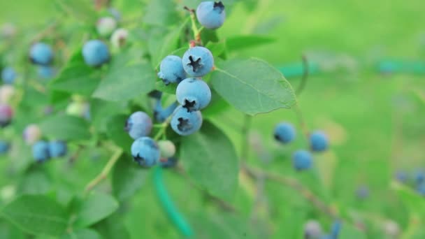Blaubeere auf Zweig. Beeren im Garten. sonniger Tag — Stockvideo
