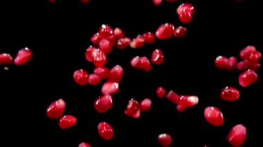 Siyah bir zemin üzerine kırmızı olgun garnet tohum sineği