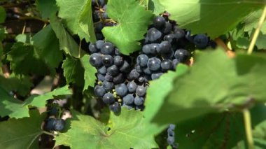 Olgun üzüm demet