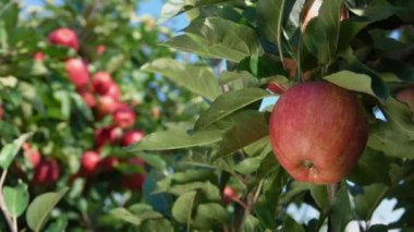 Bahçedeki olgun elma dalı