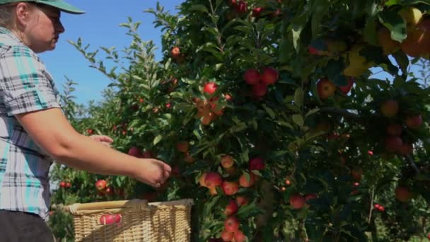 Vrouw verzamelt de oogst van de rijpe appels — Stockvideo