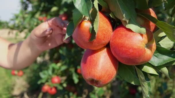 Primer plano de una mano rota ramas con manzanas maduras — Vídeos de Stock