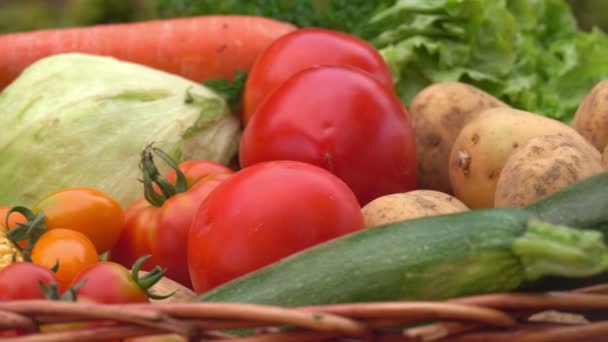 Stillleben mit Tomaten, Kartoffeln und Zwiebeln — Stockvideo