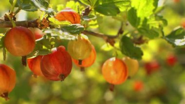 Büyük sulu olgun bektaşi dallar