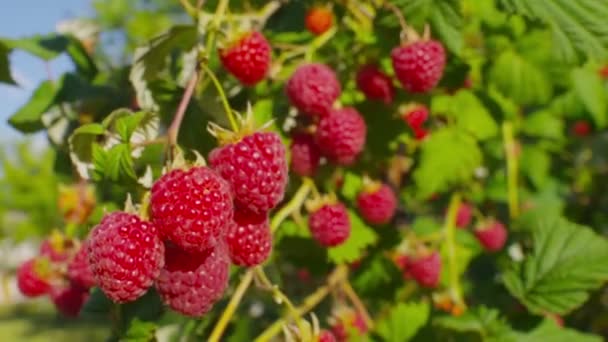 成熟的树莓灌木全景 — 图库视频影像