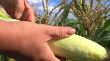 Çiftçiler el Close-Up olgun bir mısır kabuğu
