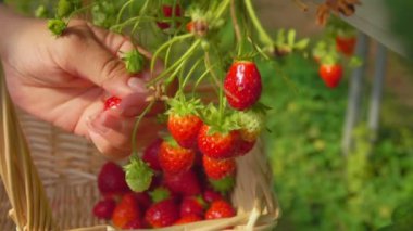 El yataklar asma çilek alır