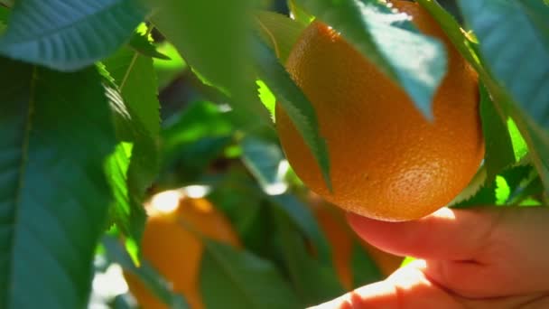Ручні перерви з гілки стиглий апельсин — стокове відео
