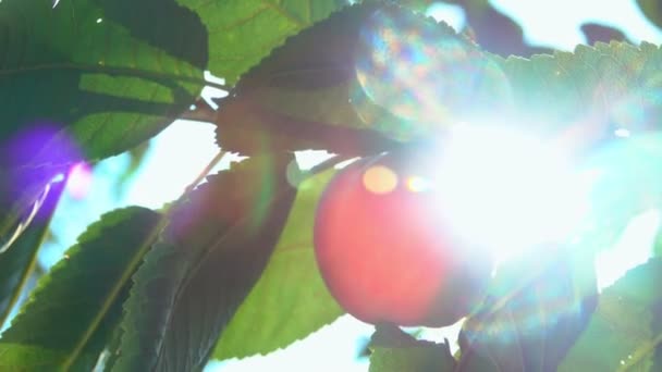 Персик на ветке дерева в солнечном свете — стоковое видео