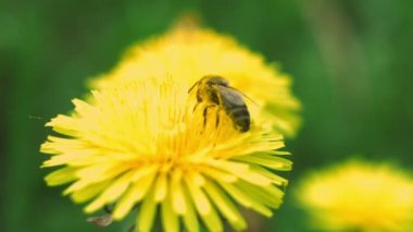 arı polen bir karahindiba toplar.