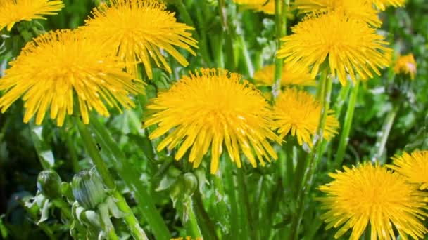 Panoramma sobre una flor de diente de león — Vídeos de Stock