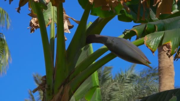 Blomma banan på ett träd mot en klarblå himmel — Stockvideo