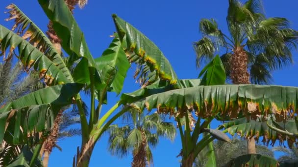 Blätter und Blüte einer Bananenstaude an einem sonnigen Tag — Stockvideo