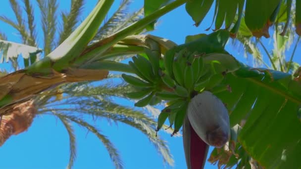 Närbild av en blomma och banan frukt på ett träd — Stockvideo