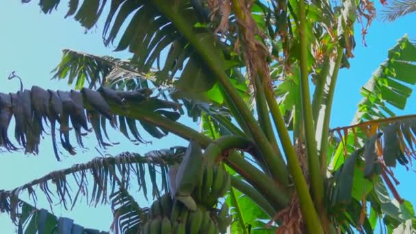 Fruits of a banana on a tree against a blue sky — Stock Video