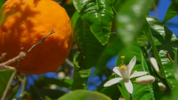 Цветущее апельсиновое дерево — стоковое видео