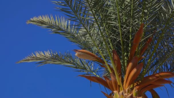 Цветущие пальмы — стоковое видео