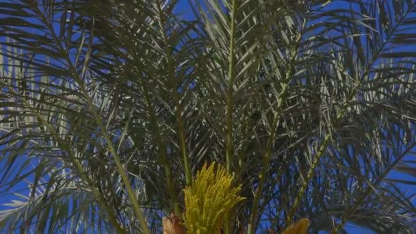 Panorama of a blooming date palm — Stock Video