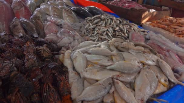 Captura fresca de pescado y langosta — Vídeo de stock