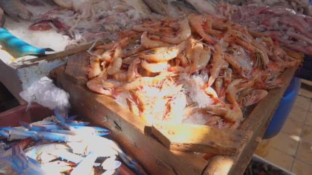 Свежий улов кальмаров, креветок и крабов — стоковое видео