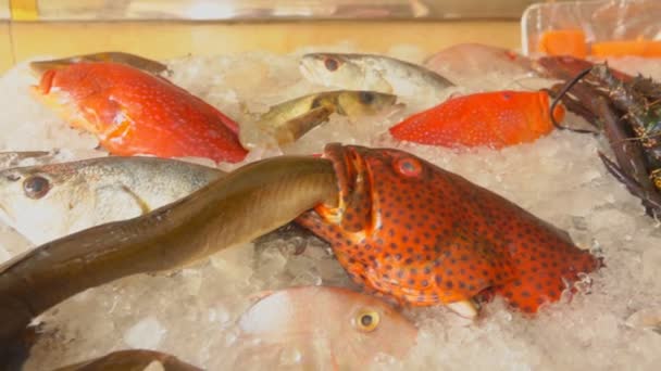 Різні види риб і ракоподібних — стокове відео