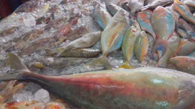 Çok büyük ton balığı ve diğer balık