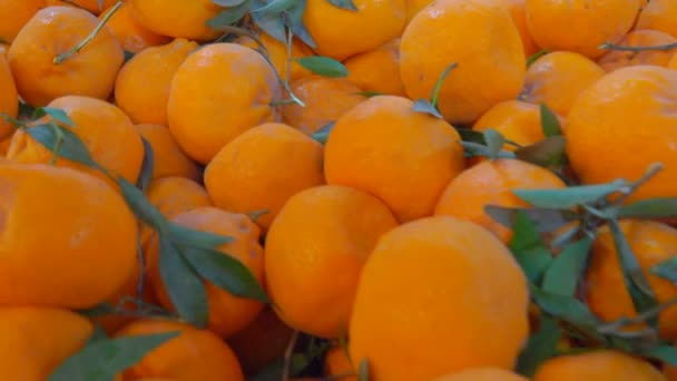 Sappige rijpe mandarijnen in de markt voor fruit — Stockvideo