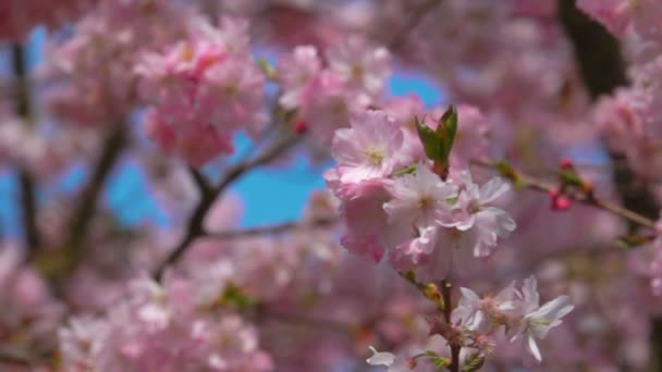 Arbre de fleur de cerisier — Video