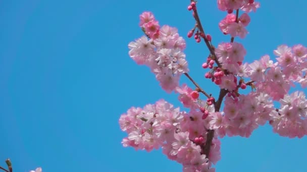 Zweig der Kirschblüten. — Stockvideo