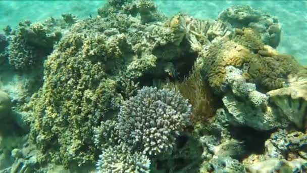 Peces payaso tropical nadan alrededor de anémona en el arrecife de coral — Vídeos de Stock
