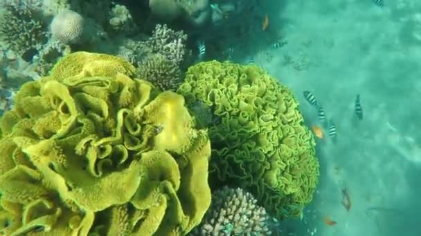Coral fish sergeant major swim around sponge on a coral reef — Stock Video