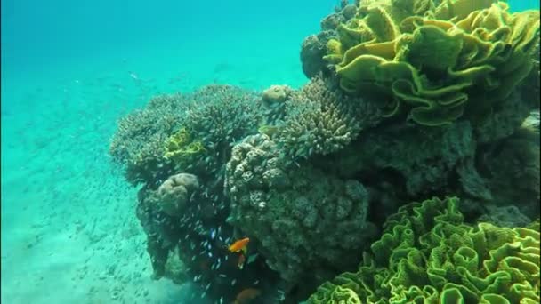 Poisson corail bleu-vert chromis nager autour de l'éponge sur un récif corallien — Video