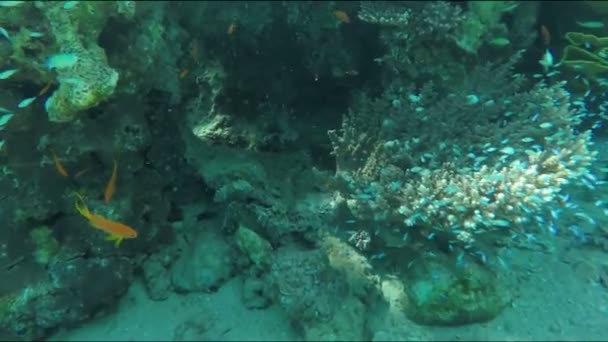 Des poissons coralliens lionfish nagent autour du récif corallien — Video