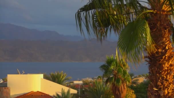 Deniz kıyısı üzerinde palmiye yaprakları Rüzgar sallıyor — Stok video