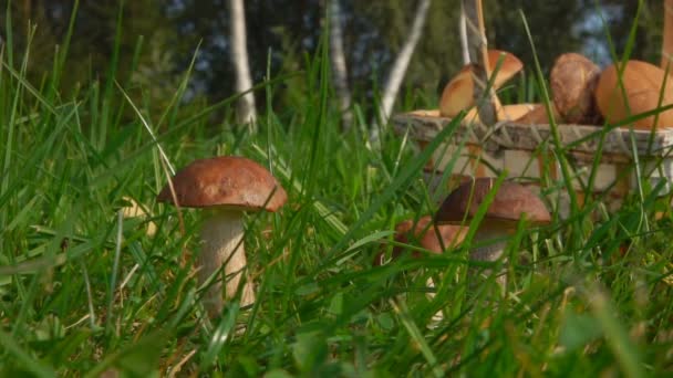 Recoger setas en el bosque Glade — Vídeos de Stock