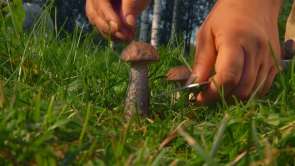 Hand mit Messer schneidet die Pilze — Stockvideo