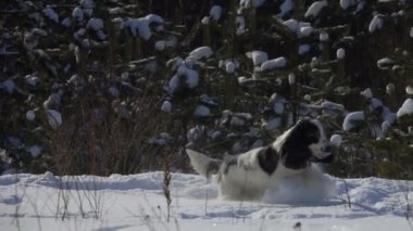 Köpek karda oynuyor