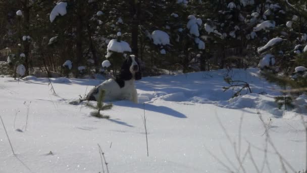 Черно-белый спаниель прыгает по снегу — стоковое видео