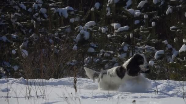 犬は雪の中で遊んでください。 — ストック動画