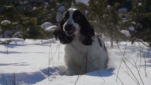 Preto e branco spaniel saltando sobre a neve — Vídeo de Stock