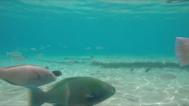 Especies de peces tropicales nadan cerca del arrecife de coral — Vídeos de Stock