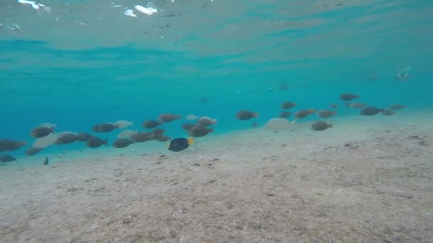 Escola de peixes tropicais nadar debaixo de água — Vídeo de Stock