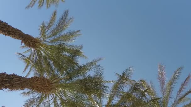 Flugzeug fliegt über die Palmen — Stockvideo