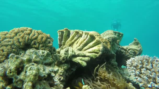 Buceador nadando a un arrecife de coral — Vídeo de stock