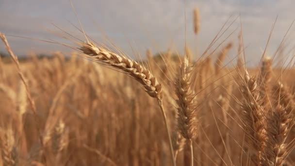 Primer plano de hermoso trigo amarillo maduro en un campo — Vídeos de Stock